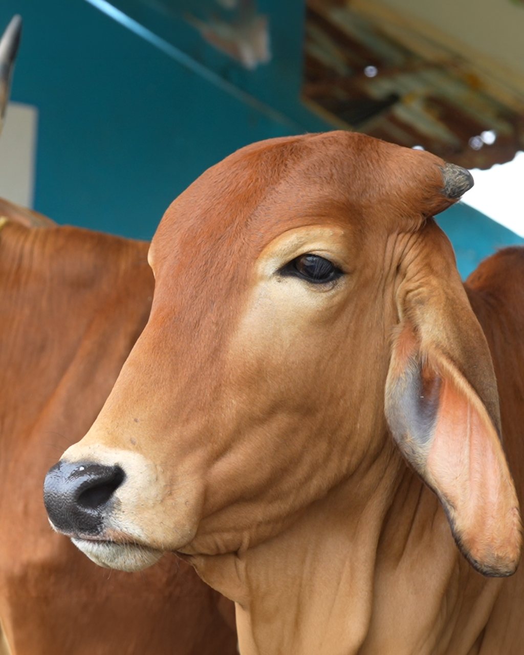 Meet the Herd